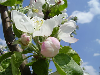 Image showing apple bloom