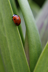 Image showing Ladybug