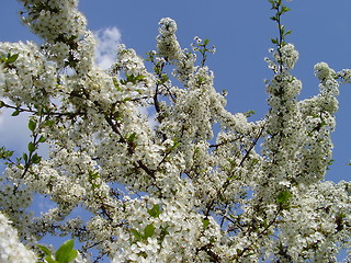 Image showing cherry blooms