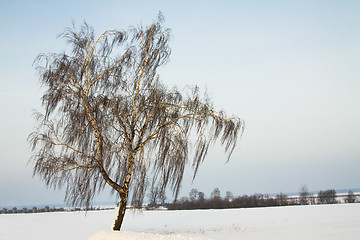 Image showing Birch in the winter