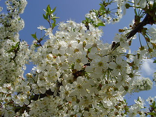 Image showing cherry blooms