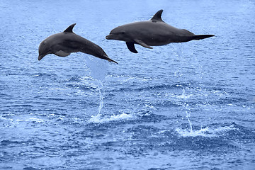 Image showing Dolphins jumping