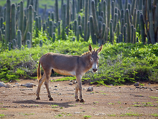 Image showing Wild donkey