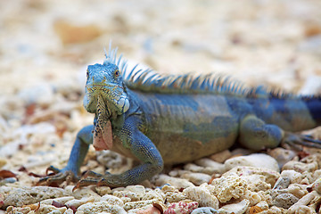 Image showing Iguana