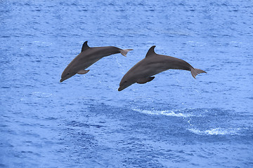 Image showing Dolphins jumping