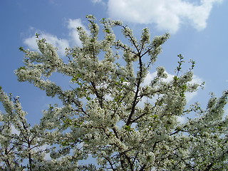 Image showing chery blooms