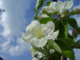 Image showing apple bloom