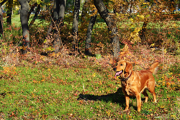 Image showing Golden retriever outdoor