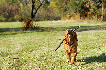 Image showing Golden retriever outdoor