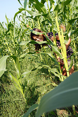 Image showing Teenage girl portrait on corn field