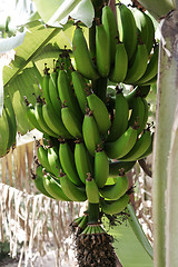 Image showing banana tree