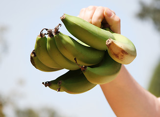 Image showing green bananas