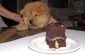 Image showing pup don't want no cake