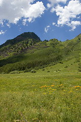 Image showing Mountain Meadow