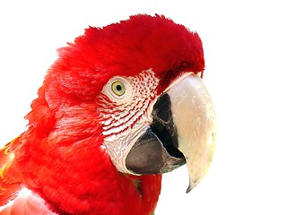 Image showing Red macaw