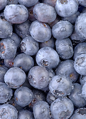 Image showing A high resolution vertical macro of freshly washed blueberry fruit. (12MP camera)