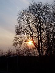 Image showing Tree Crown