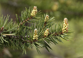 Image showing Young runaways of a pine