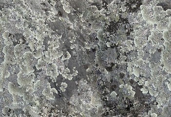 Image showing Lichen