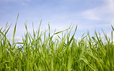 Image showing Green grass on a background of the sky