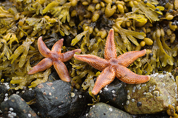 Image showing Starfishes on stones