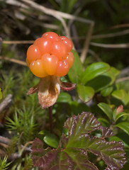 Image showing Cloudberry