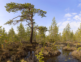 Image showing The pine among bog