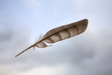 Image showing Feather