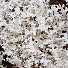 Image showing Lichen