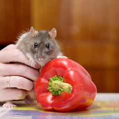 Image showing Rat and pepper