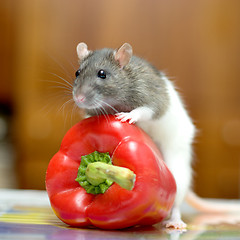 Image showing Rat with pepper