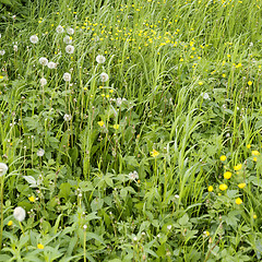 Image showing Green lawn