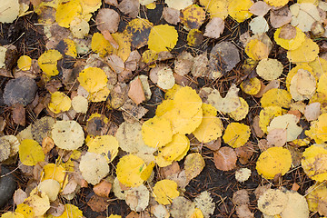 Image showing Yellow leaves