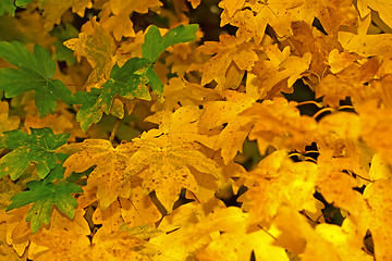 Image showing Yellow fall foliage 