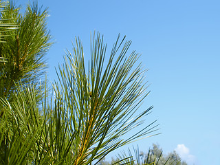 Image showing Young shoots of pine tree