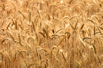 Image showing golden corn