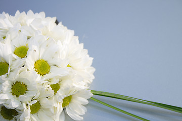 Image showing white flowers