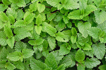 Image showing green mint