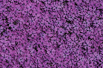 Image showing violet flower background