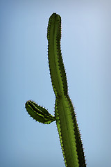 Image showing Closeup of a  high    cactus