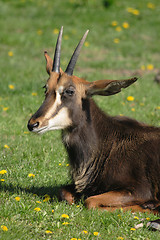 Image showing chamois