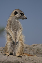 Image showing suricata