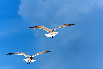 Image showing Caribbean Seagulls Flying