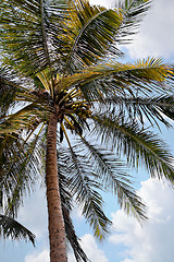 Image showing Tropical Palm Tree