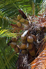 Image showing Tropical Palm Tree