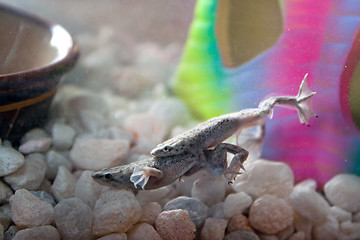 Image showing African Dwarf Frogs Mating