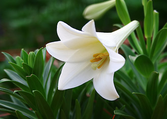 Image showing WHITE BEAUTY