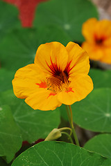 Image showing yellow  flower