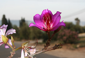 Image showing Close up of a  blossom flower.