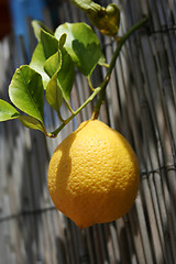 Image showing lemon